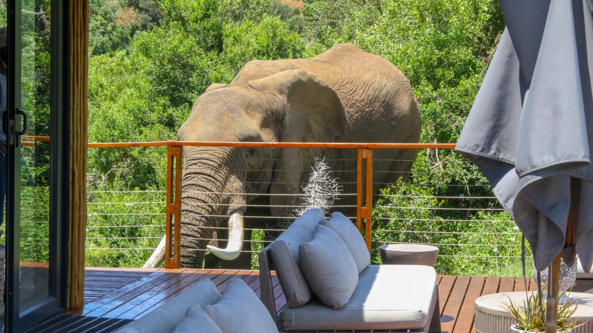 Barefoot Addo Elephant Lodge Zewnętrze zdjęcie